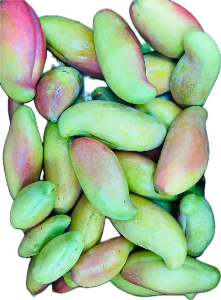 IMG_1316 (1) Green Mango (Okinawa) 500g - Image 1